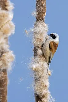 Cattail: Eurasian, European penduline tit (Remiz pendulinus)