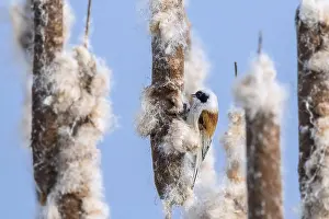 Cattail: Eurasian, European penduline tit (Remiz pendulinus)