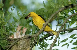 Ursula Curth: Eurasian Golden Oriole - feeding chicks at the nest