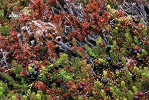 Apricaria: Eurasian Golden Plover