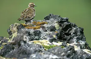 Apricaria: Eurasian Golden Plover