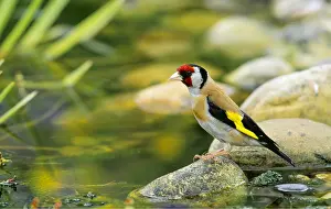Geoff Trinder: EURASIAN GOLDFINCH - by pond