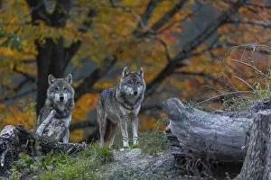 Hills: Two eurasian gray wolf (Canis lupus lupus)