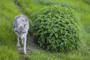 Opened: One eurasian gray wolf (Canis lupus lupus) runs over a green meadow in an open forest