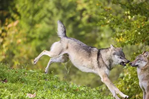 Hills: A eurasian gray wolf (Canis lupus lupus) runs across a meadow down a hill