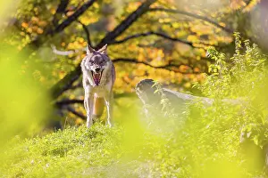 Trunks: A Eurasian gray wolf (Canis lupus lupus) stands, framed by