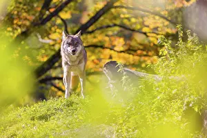Trunks: A Eurasian gray wolf (Canis lupus lupus) stands, framed by