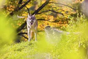 Hills: A Eurasian gray wolf (Canis lupus lupus) stands