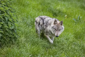 Opened: One eurasian gray wolf (Canis lupus lupus) stands on a green meadow in an open forest