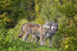 Hills: Two eurasian gray wolves (Canis lupus lupus) stand in a meadow on a hill
