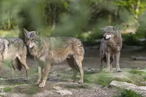 Hidden: Three eurasian gray wolves (Canis lupus lupus) standing between rocks and slightly hidden by green leaves