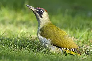 Helder: Eurasian Green Woodpecker (Picus viridis) in gr
