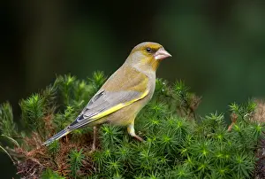 Veluwe: Eurasian Greenfinch (Carduelis chloris) perched