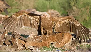 Ruppells: Eurasian Griffon Vulture in aggressive posture at carcass