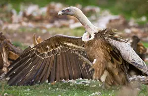 Ruppells: Eurasian Griffon Vulture in aggressive posture at carcass