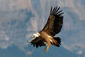 Griffon: Eurasian Griffon Vulture - in flight