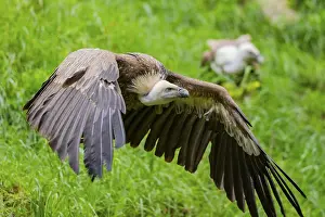 Lights: Eurasian griffon vulture (Gyps fulvus) starts flying from a meadow