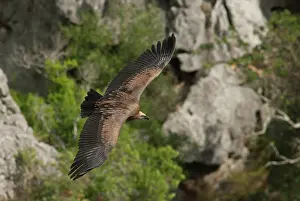 Increasing: Eurasian Griffon Vulture soaring through canyon shot rim of