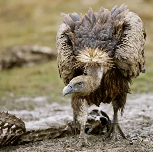 Stance: Eurasian Griffon Vulture - in threatening pose