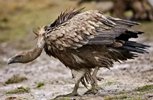 Stance: Eurasian Griffon Vulture - in threatening pose