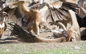 Ruppells: Eurasian Griffon Vultures fighting at carcass