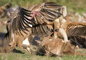 Ruppells: Eurasian Griffon Vultures fighting at carcass