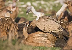 Ruppells: Eurasian Griffon Vultures fighting at carcass