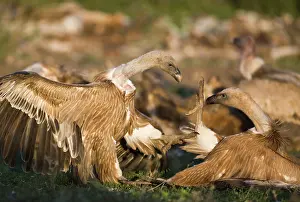 Ruppells: Eurasian Griffon Vultures fighting at carcass