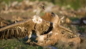 Ruppells: Eurasian Griffon Vultures fighting at carcass