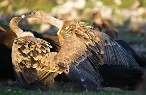 Ruppells: Eurasian Griffon Vultures fighting at carcass