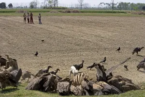 Uttar: Eurasian Griffon Vultures and White-rumped Vultures