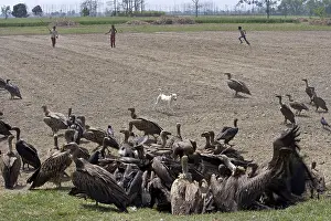 Multitudes: Eurasian Griffon Vultures and White-rumped Vultures