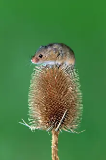 Thistle: Eurasian harvest mouse (Micromys minutus), adult, o