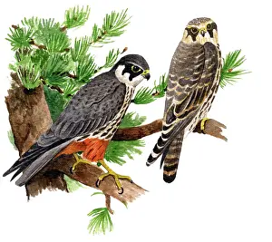 Hobby: Hobby