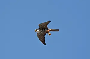 Odonate: Eurasian Hobby (Falco subbuteo) with pray, a Dragonfly