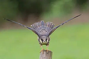 Ready: Eurasian Hobby (Falco subbuteo) ready to fly, t