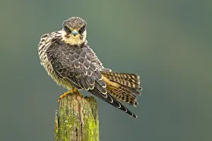 Hobby: Eurasian Hobby (Falco subbuteo) young adult res