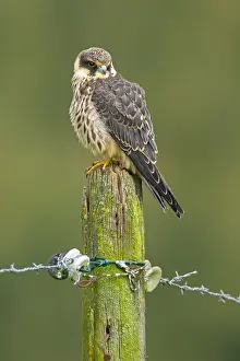 Hobby: Eurasian Hobby (Falco subbuteo) young adult res
