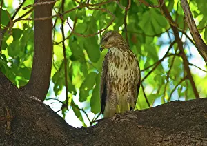 Pernis: Eurasian Honey Buzzard