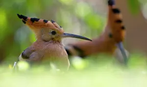 Epops: Eurasian Hoopoe