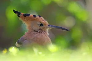 Epops: Eurasian Hoopoe
