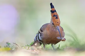 Epops: Eurasian Hoopoe