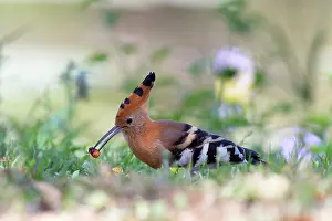 Epops: Eurasian Hoopoe