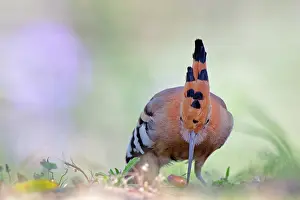 Epops: Eurasian Hoopoe