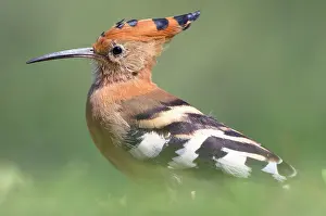 Epops: Eurasian Hoopoe