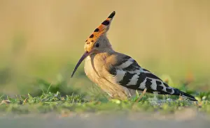 Epops: Eurasian Hoopoe