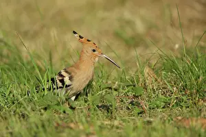 Epops: Eurasian Hoopoe