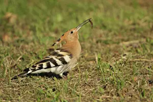 Epops: Eurasian Hoopoe