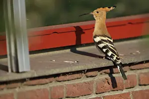 Epops: Eurasian Hoopoe