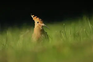 Epops: Eurasian Hoopoe